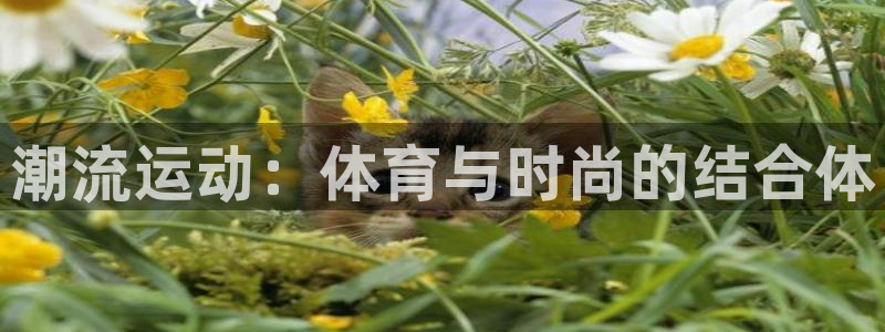xc体育